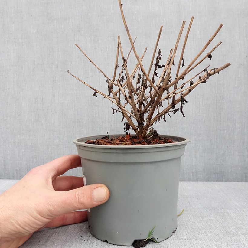 Exemplar von Aster novae angliae Barrs Blue - Aster grand d'automne Pot de 2L/3L wie im Winter geliefert