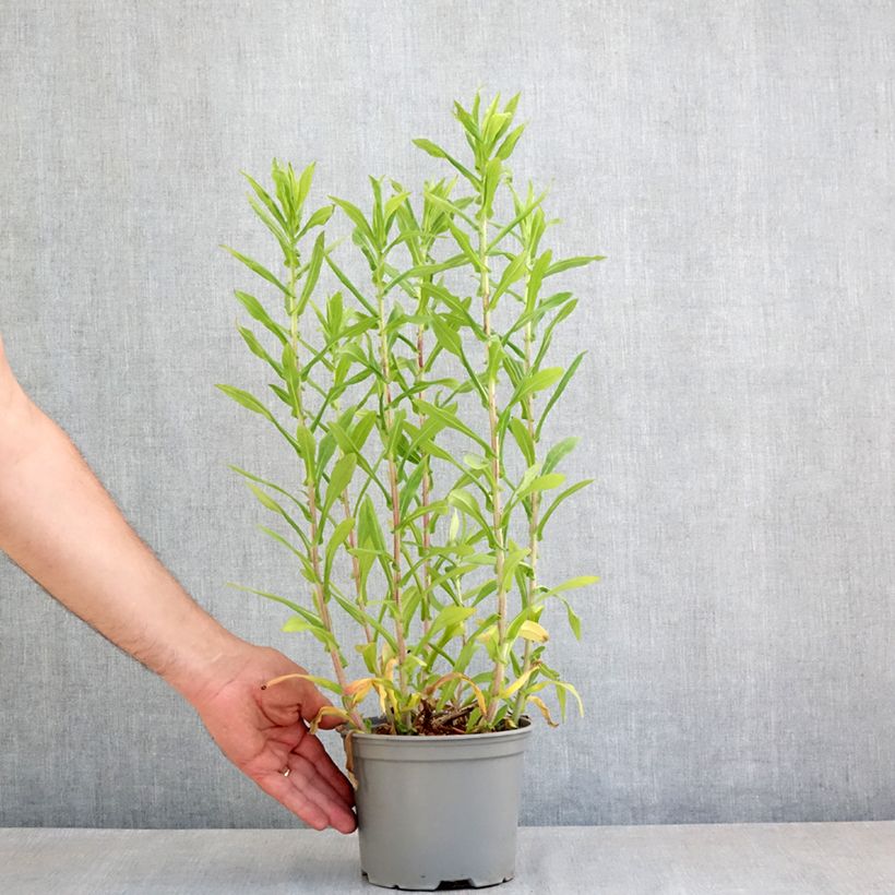 Exemplar von Aster novae-angliae Barrs Blue - Neuenglische Aster Topf mit 2L/3L wie im Frühjahr geliefert