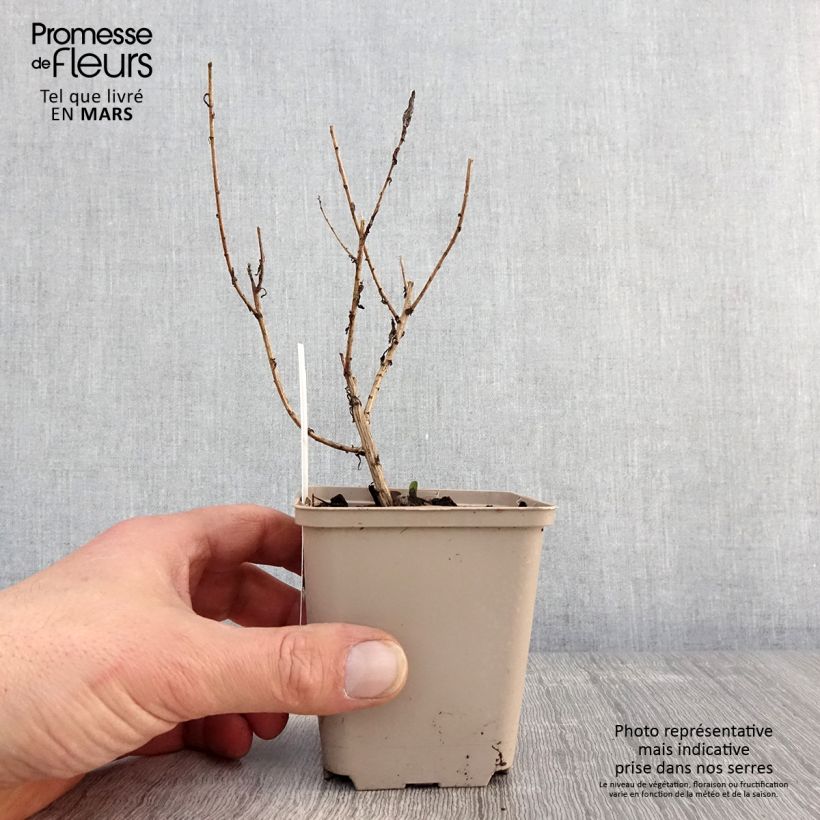 Example of Aster novae-angliae Guido en Gezelle - Neuenglische Aster Kleine Töpfe von 8/9 cm as you get in printemps