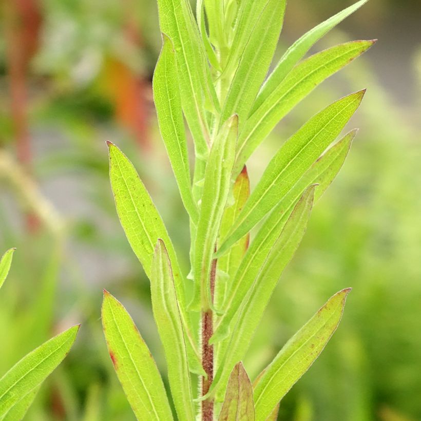 Aster novae-angliae Guido en Gezelle - Neuenglische Aster (Foliage)