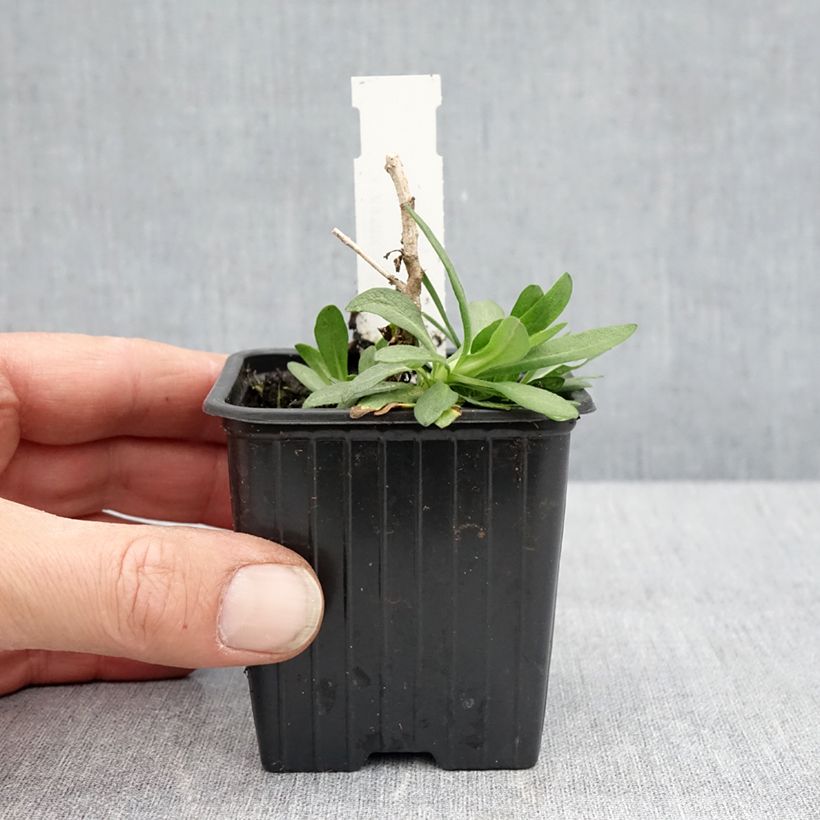 Example of Aster novae-angliae Rosa Sieger - Neuenglische Aster Kleine Töpfe von 7/8 cm as you get in printemps