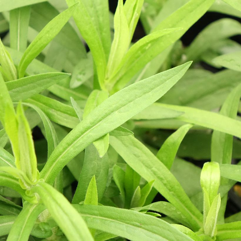 Aster novae-angliae Rosa Sieger - Neuenglische Aster (Foliage)