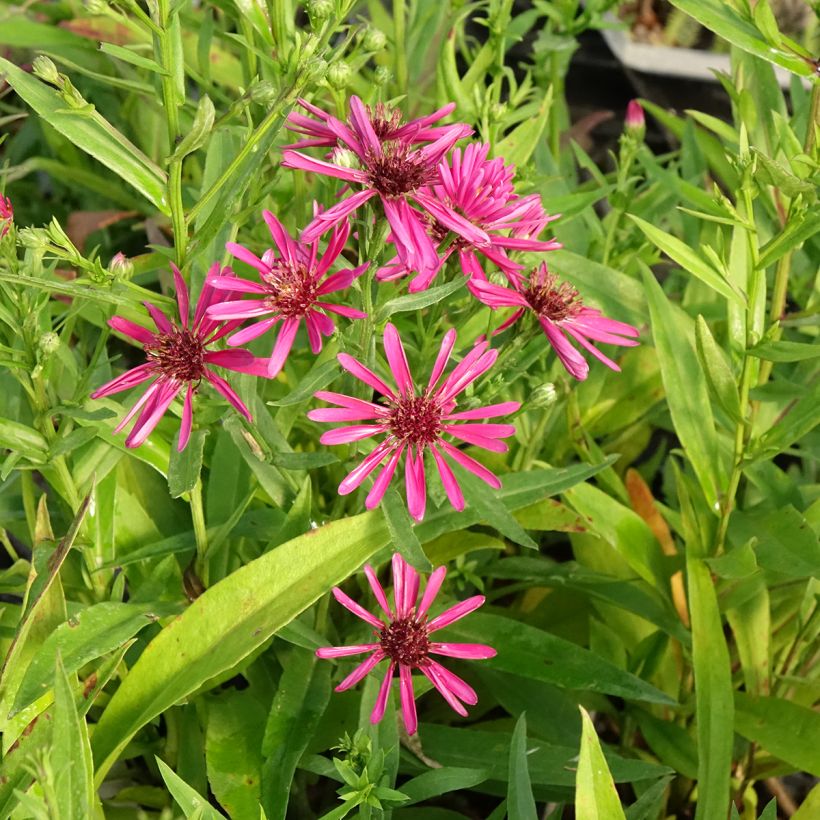Aster novi-belgii Crimson Brocade - Glattblatt-Aster (Blüte)