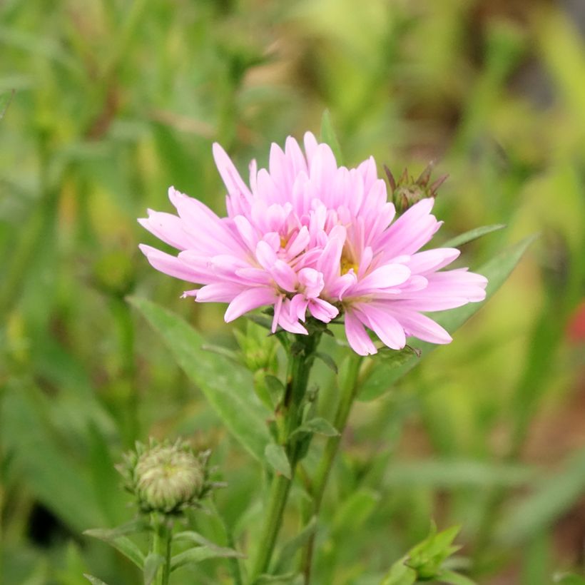 Aster novi-belgii Fellowship - Glattblatt-Aster (Flowering)