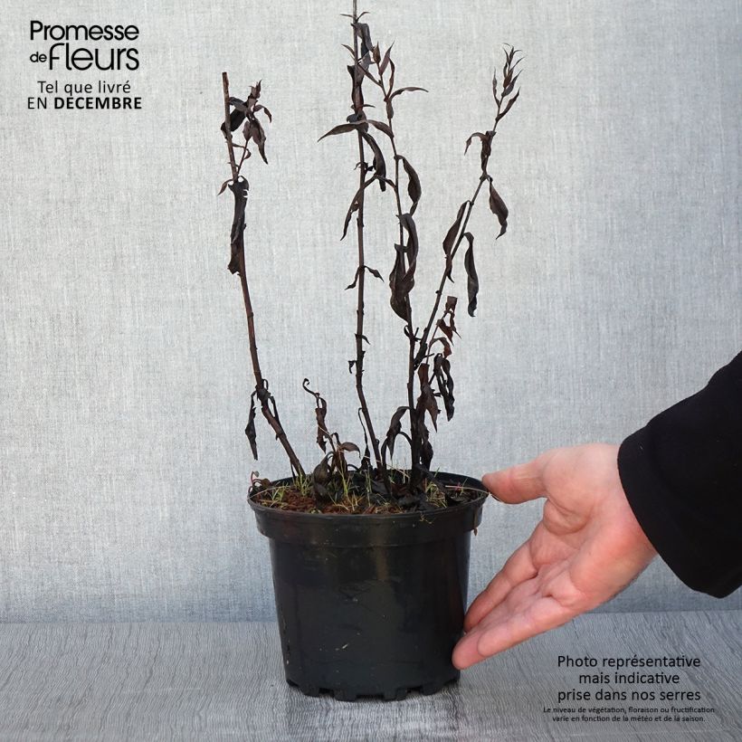Exemplar von Aster Novi Belgii Fellowship Pot de 2L/3L wie im Herbst geliefert