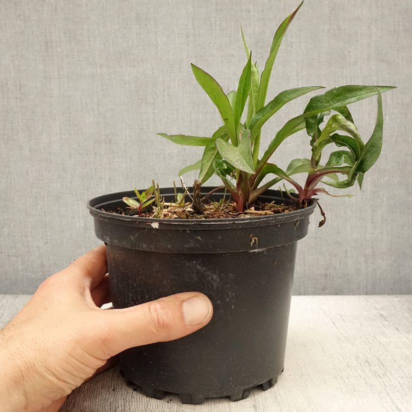 Example of Aster novi-belgii Fellowship - Glattblatt-Aster Topf mit 2L/3L as you get in printemps