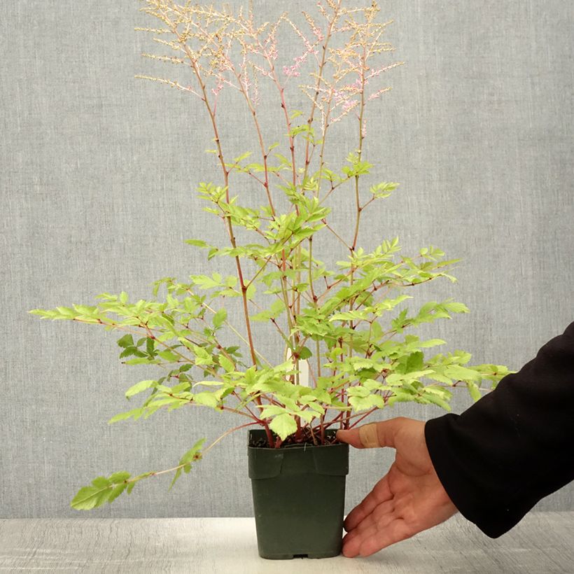 Exemplar von Aster novi-belgii Flamingo - Glattblatt-Aster Kleine Töpfe von 8/9 cm wie im Sommer geliefert