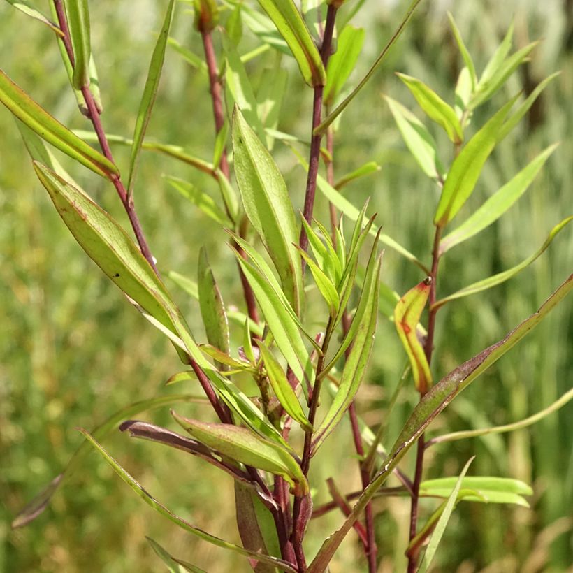Aster novi-belgii Karmin Kuppel - Glattblatt-Aster (Foliage)