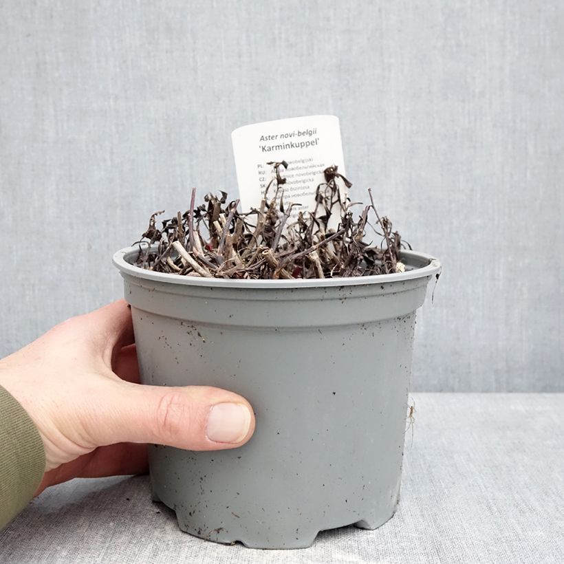 Example of Aster novi-belgii Karmin Kuppel - Glattblatt-Aster Topf mit 2L/3L as you get in hiver