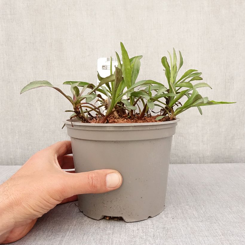 Exemplar von Aster novi-belgii Marie Ballard - Glattblatt-Aster Topf mit 2L/3L wie im Frühjahr geliefert