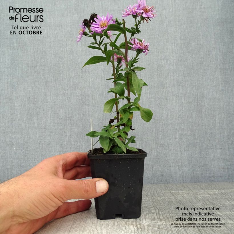 Exemplar von Aster novi-belgii Sarah Ballard - Glattblatt-Aster Kleine Töpfe von 8/9 cm wie im Herbst geliefert