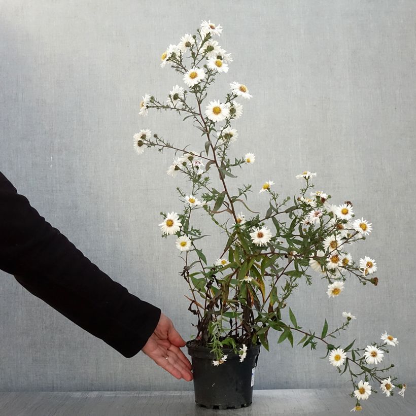 Exemplar von Aster novi-belgii White Lady - Glattblatt-Aster Topf mit 2L/3L wie im Herbst geliefert