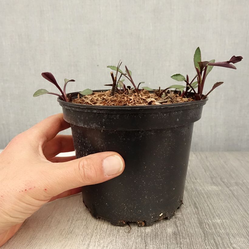 Example of Aster novi-belgii White Lady - Glattblatt-Aster Topf mit 2L/3L as you get in printemps