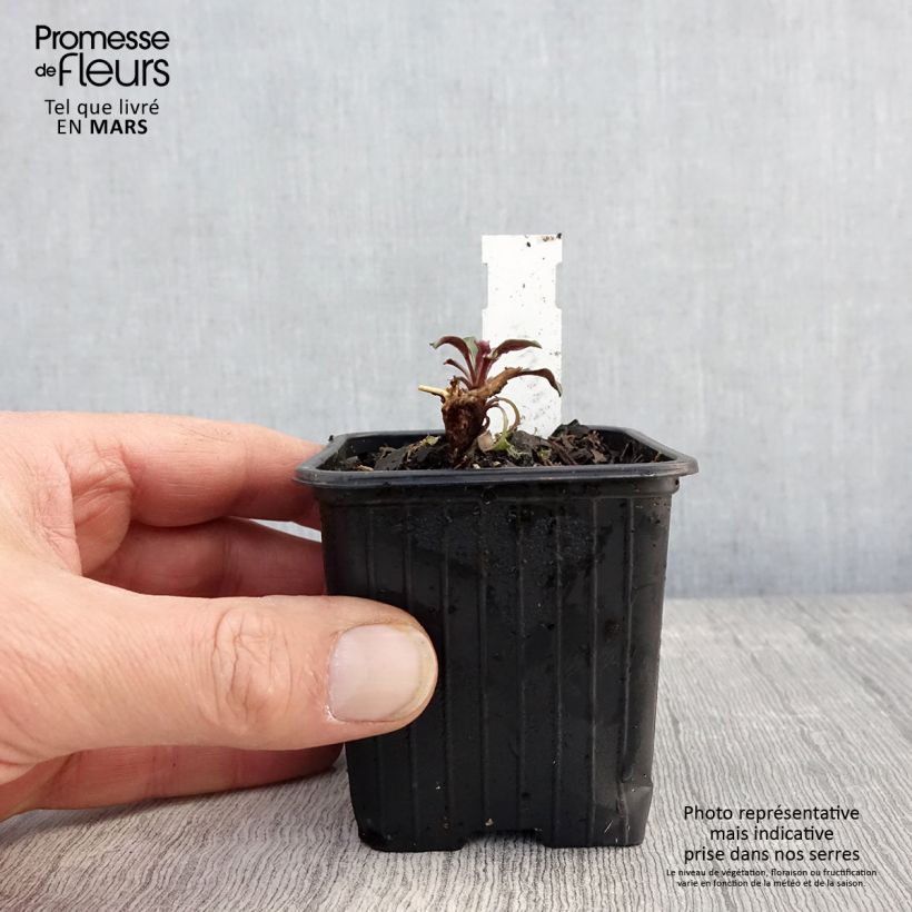 Example of Aster oblongifolium October Skies Kleine Töpfe von 8/9 cm as you get in printemps