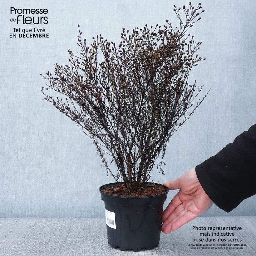 Exemplar von Aster pringlei Monte Cassino Pot de 2L/3L wie im Herbst geliefert