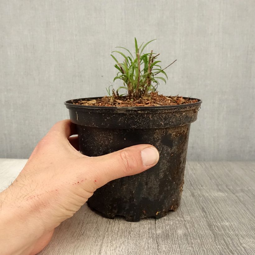 Example of Aster ericoides pringlei Monte Cassino - Myrten Aster Topf mit 2L/3L as you get in printemps