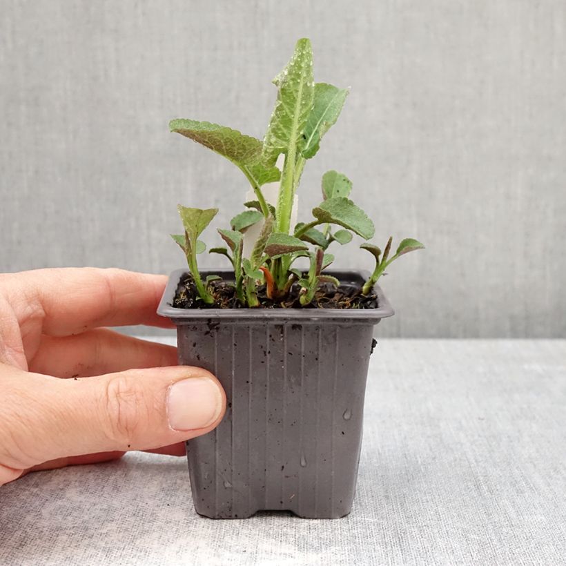Exemplar von Aster schreberi  - Schrebers Aster Kleine Töpfe von 8/9 cm wie im Frühjahr geliefert