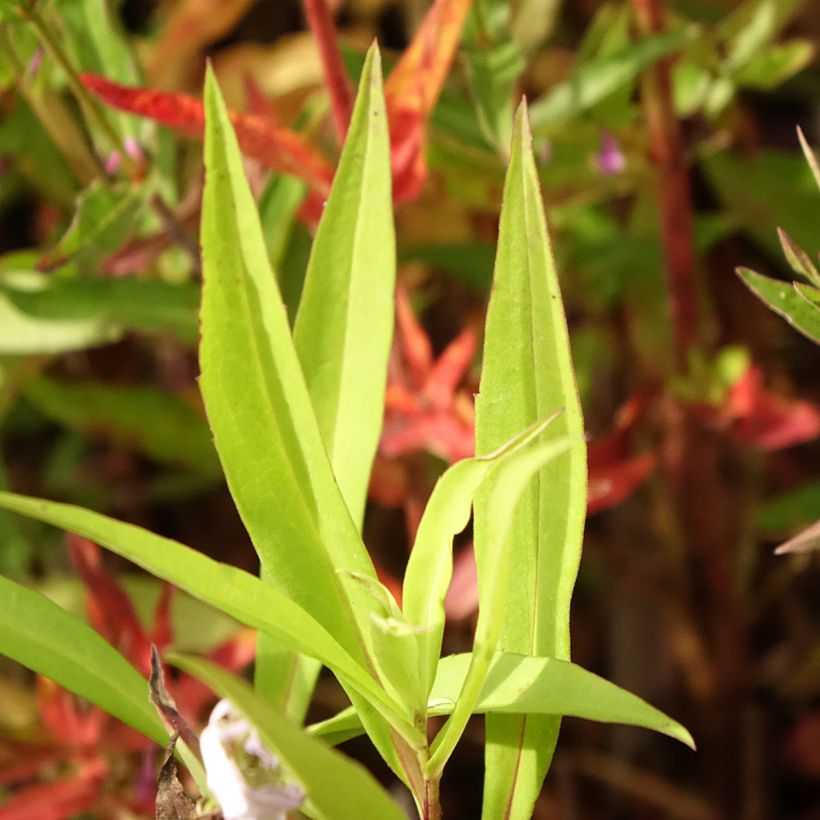 Aster versicolor Altweibersommer - Gescheckte Aster (Laub)