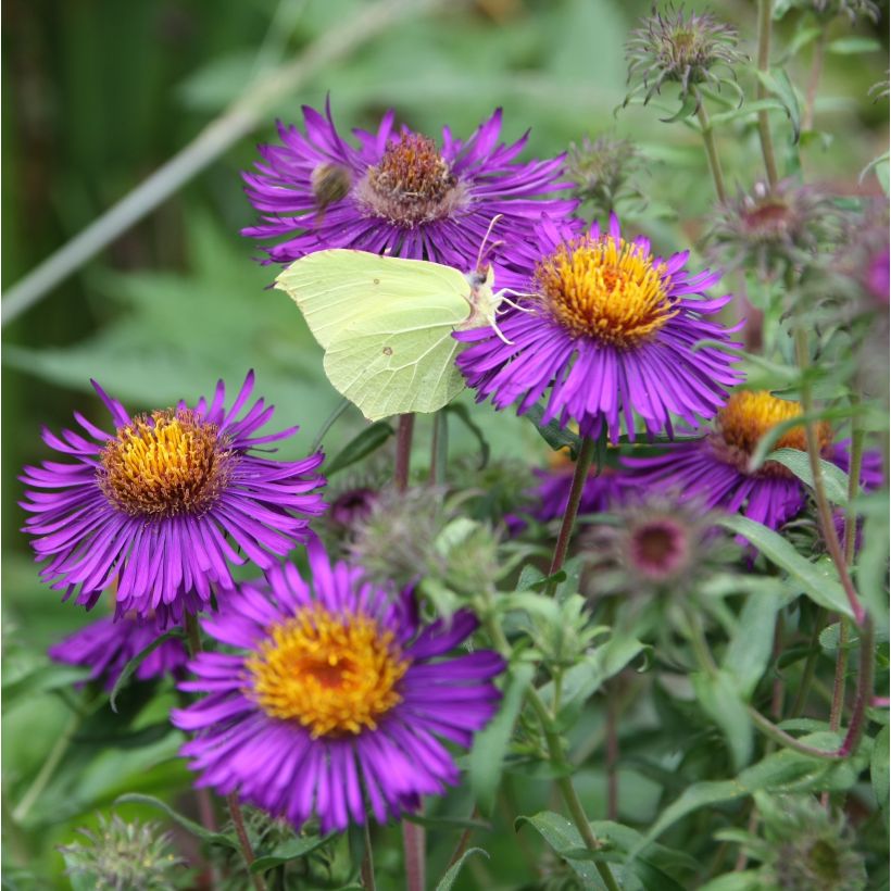 Aster novae-angliae Violetta - Neuenglische Aster (Flowering)
