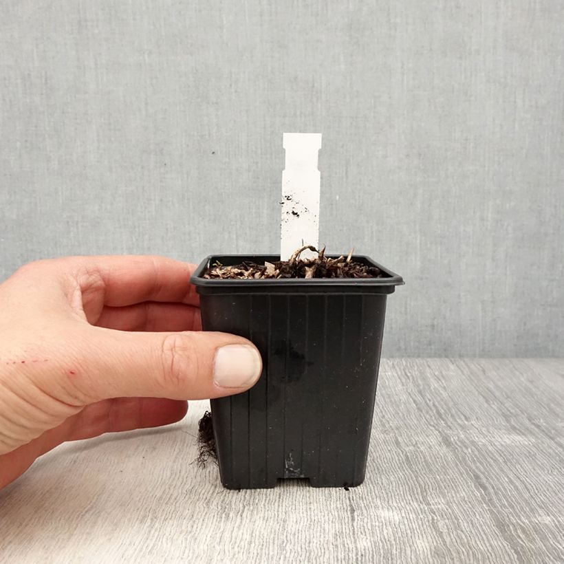 Exemplar von Astilbe arendsii Color Flash Lime - Prachtspiere Kleine Töpfe von 8/9 cm wie im Frühjahr geliefert