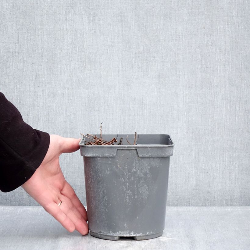 Exemplar von Astilbe arendsii Cappuccino - Prachtspiere Topf mit 2L/3L wie im Winter geliefert