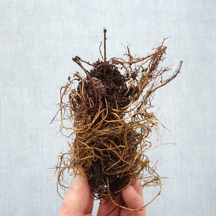 Exemplar von Astilbe arendsii Cappuccino - Prachtspiere Wurzelnackt wie im Winter geliefert