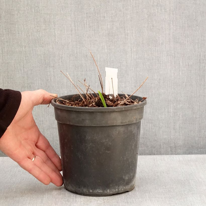 Exemplar von Astilbe arendsii Color Flash Lime - Prachtspiere Topf mit 2L/3L wie im Frühjahr geliefert