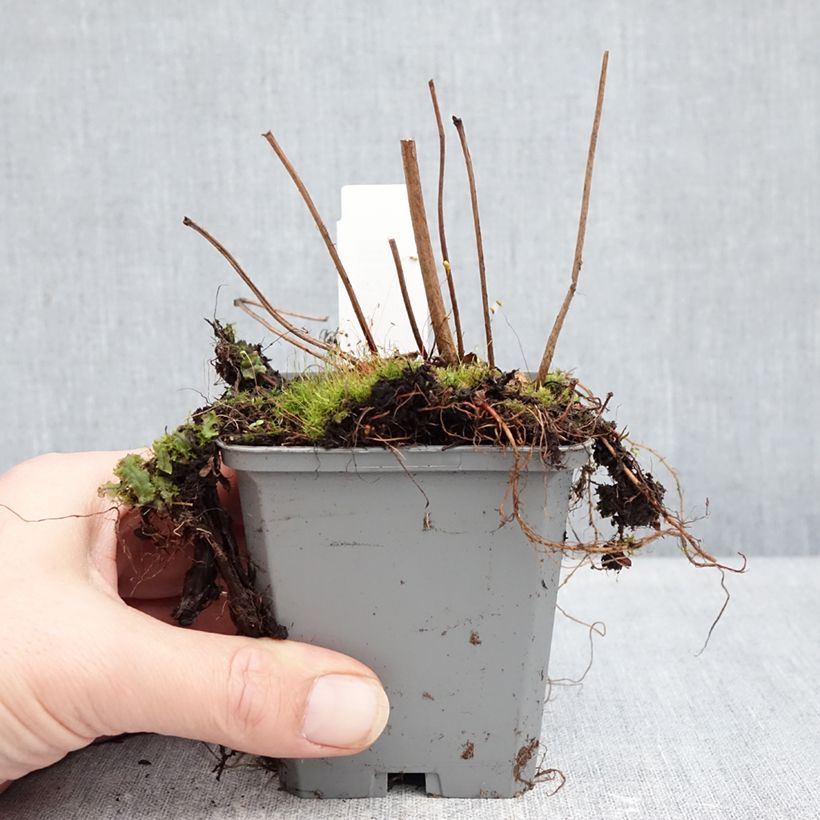 Example of Astilbe arendsii Ellie - Prachtspiere Kleine Töpfe von 8/9 cm as you get in hiver