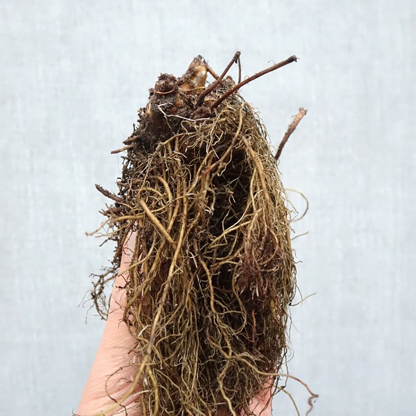 Example of Astilbe arendsii Ellie - Prachtspiere Wurzelnackt as you get in hiver