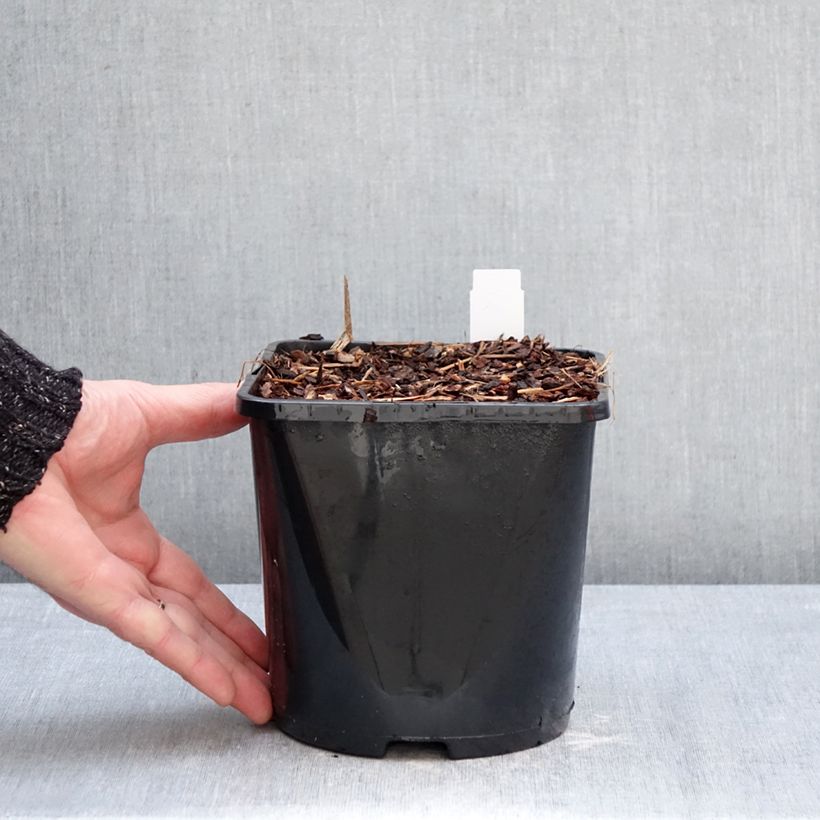 Example of Astilbe arendsii Fanal - Prachtspiere Topf mit 2L/3L as you get in hiver