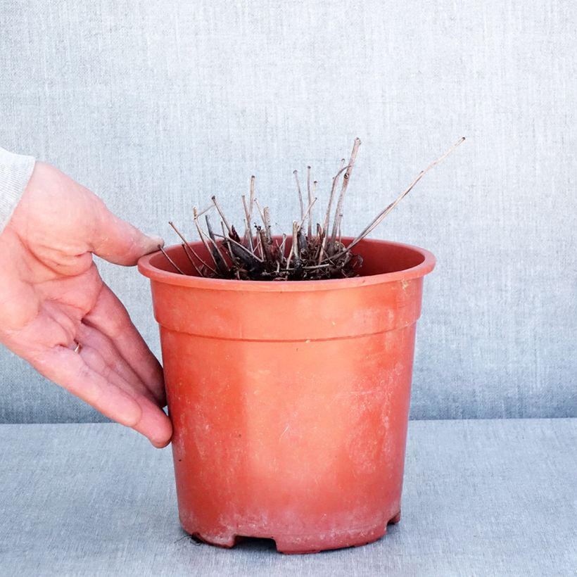 Exemplar von Astilbe arendsii Rock and Roll - Prachtspiere Topf mit 2L/3L wie im Frühjahr geliefert