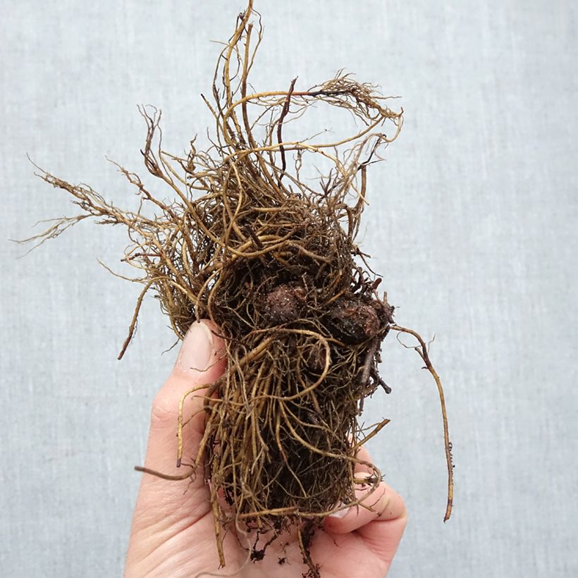 Exemplar von Astilbe arendsii Rock and Roll - Prachtspiere Wurzelnackt wie im Winter geliefert