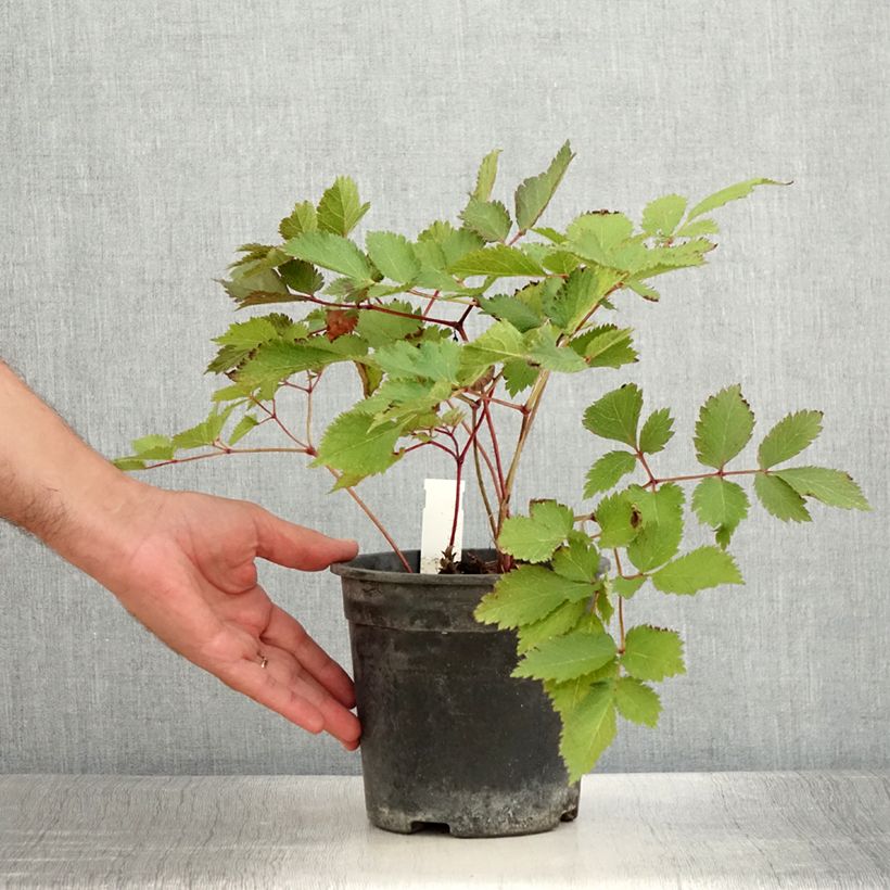 Exemplar von Astilbe chinensis Mighty Chocolate Cherry - Prachtspiere Topf mit 2L/3L wie im Sommer geliefert