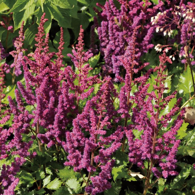 Astilbe chinensis Purpurkerze - Prachtspiere (Wuchs)