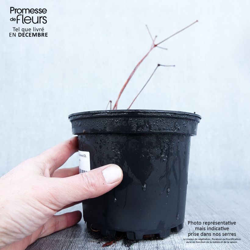 Exemplar von Astilbe Chinensis Purpurkerze Pot de 2L/3L wie im Herbst geliefert