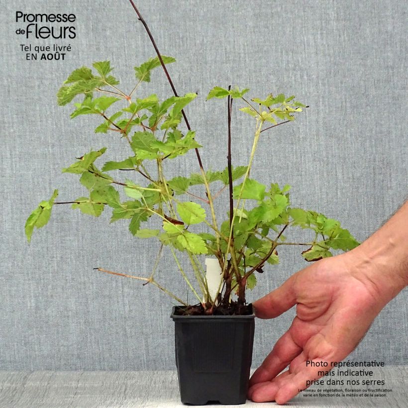 Exemplar von Astilbe chinensis var. taquetii Purpurlanze - Prachtspiere Kleine Töpfe von 8/9 cm wie im Sommer geliefert