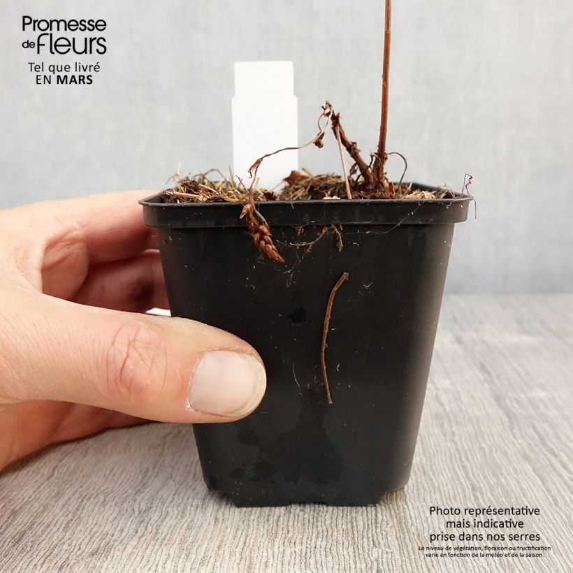 Exemplar von Astilbe chinensis Veronica Klose - Prachtspiere Kleine Töpfe von 8/9 cm wie im Frühjahr geliefert