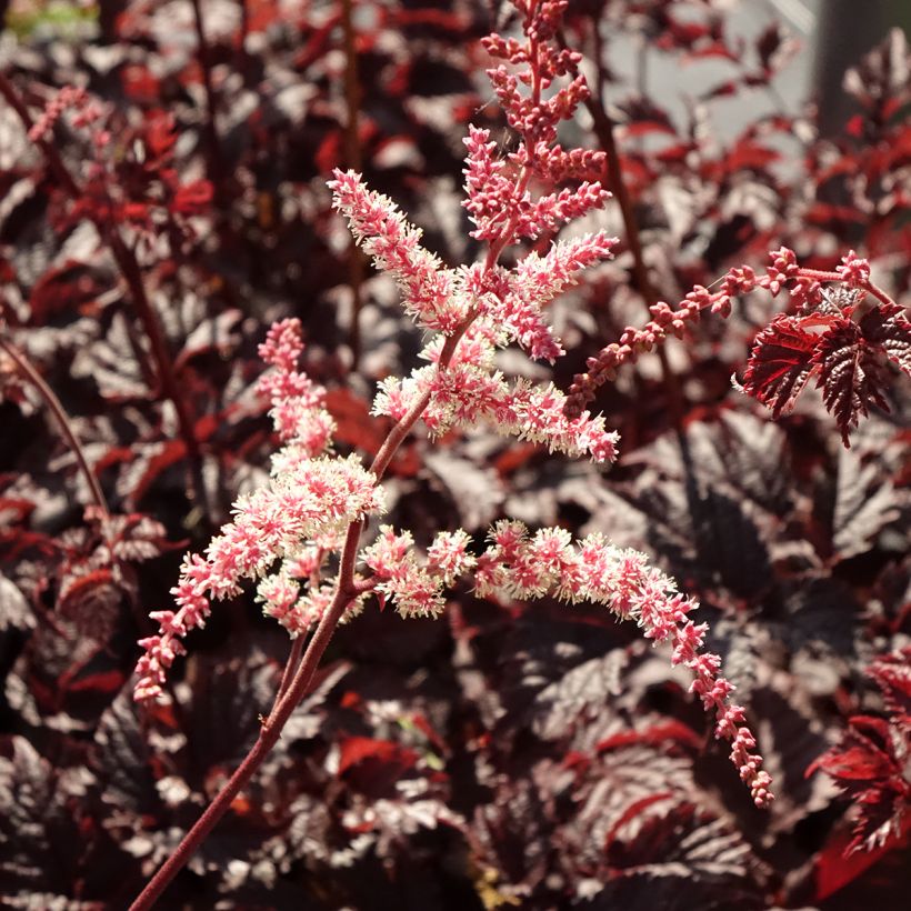 Astilbe Chocolate Shogun - Prachtspiere (Blüte)