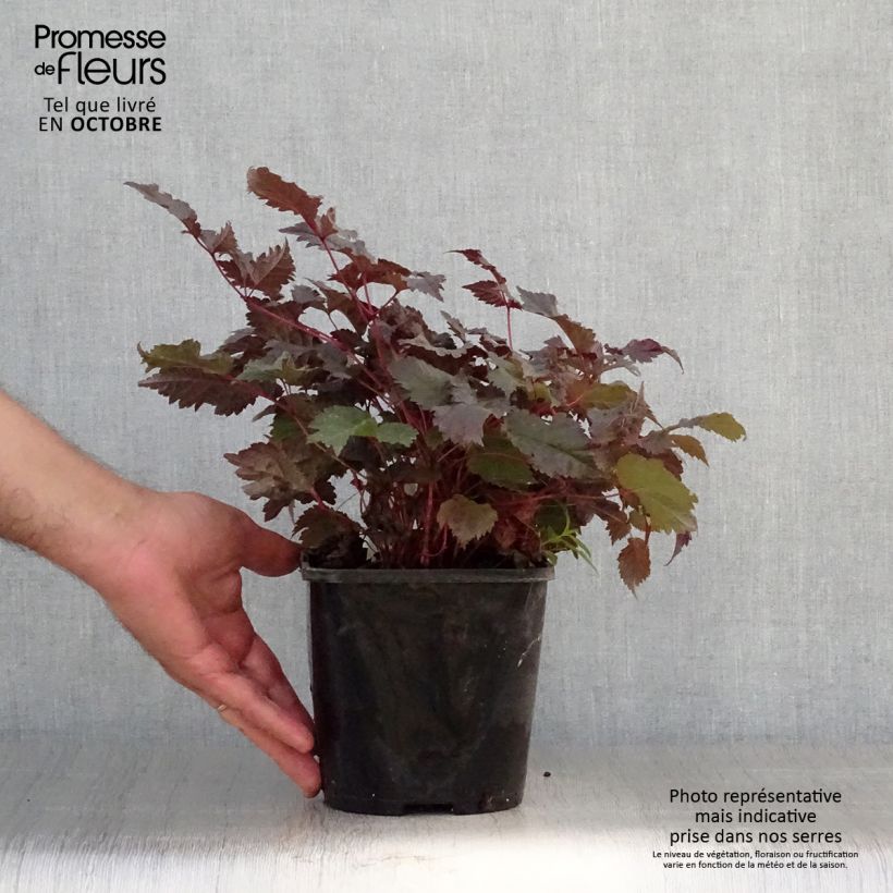 Exemplar von Astilbe Chocolate Shogun Pot de 1,5L/2L wie im Herbst geliefert
