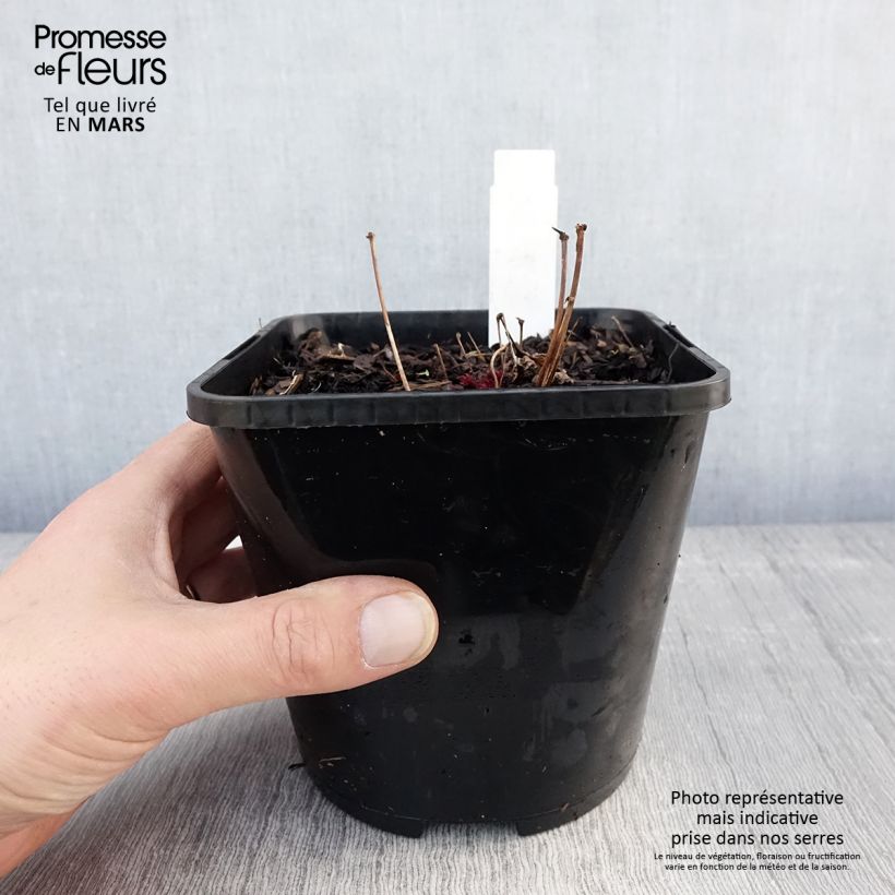 Exemplar von Astilbe Chocolate Shogun - Prachtspiere Topf mit 1,5L/2L wie im Frühjahr geliefert