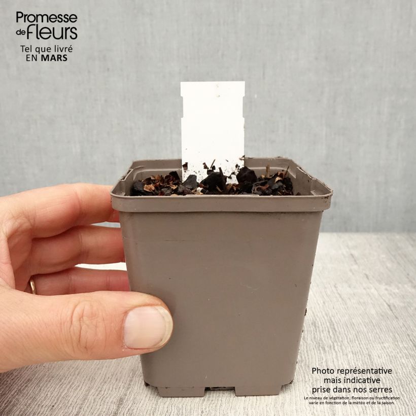 Example of Astilbe chinensis Darkside Of The Moon - Prachtspiere Kleine Töpfe von 8/9 cm as you get in printemps