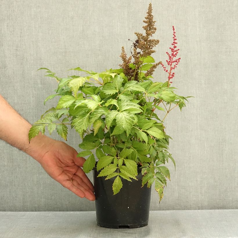 Exemplar von Astilbe japonica Montgomery - Prachtspiere Topf mit 2L/3L wie im Sommer geliefert