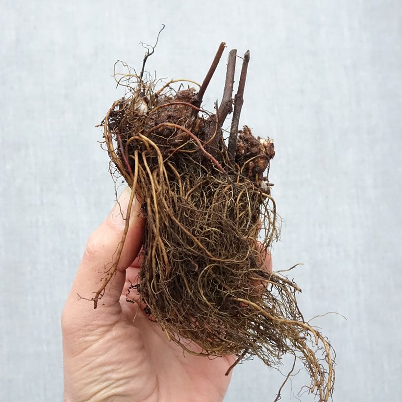 Example of Astilbe japonica Peach Blossom - Prachtspiere Wurzelnackt as you get in hiver