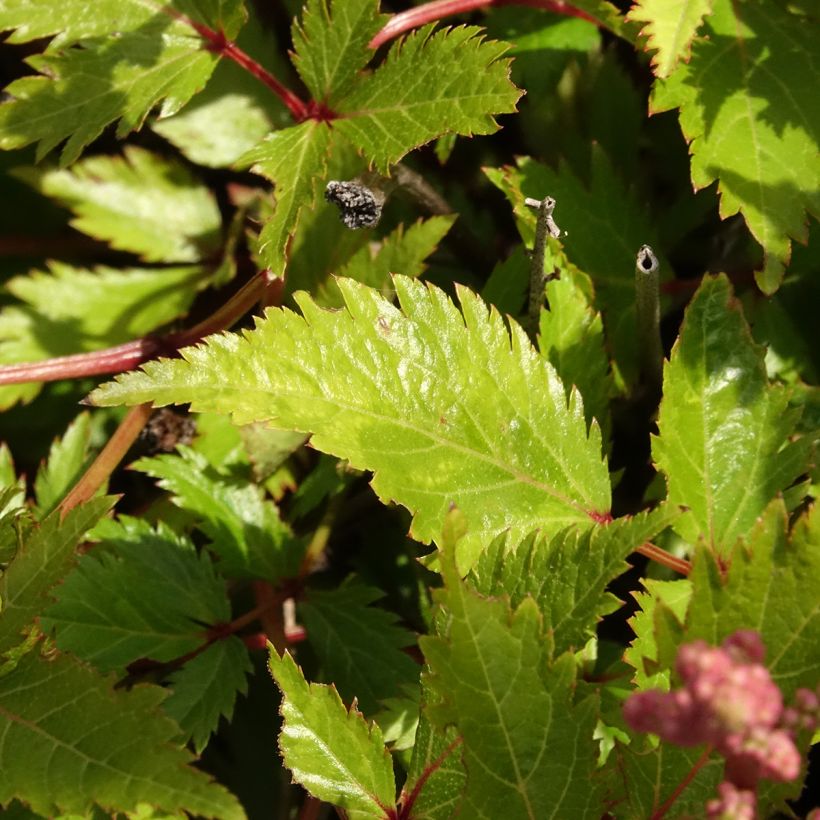 Astilbe simplicifolia Darwin s Snow Sprite - Prachtspiere (Laub)