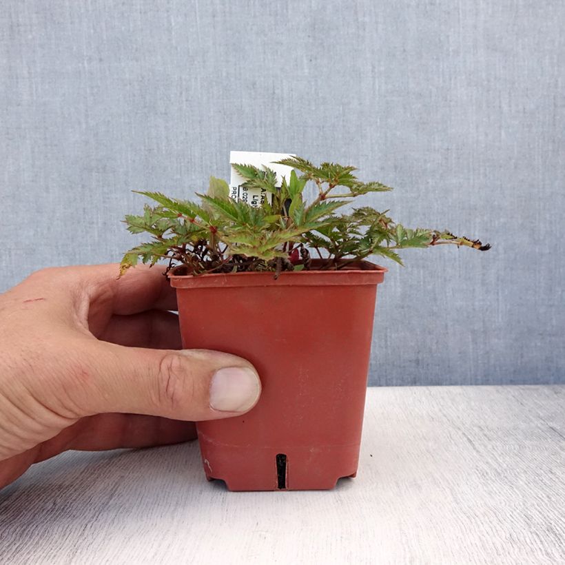 Exemplar von Astilbe simplicifolia Pink Lightning - Prachtspiere Kleine Töpfe von 8/9 cm wie im Sommer geliefert