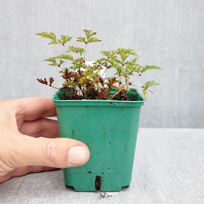 Exemplar von Astilbe simplicifolia Sprite - Prachtspiere Kleine Töpfe von 8/9 cm wie im Herbst geliefert