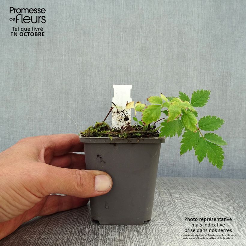 Exemplar von Astilbe chinensis Vision in Pink - Prachtspiere Kleine Töpfe von 8/9 cm wie im Herbst geliefert