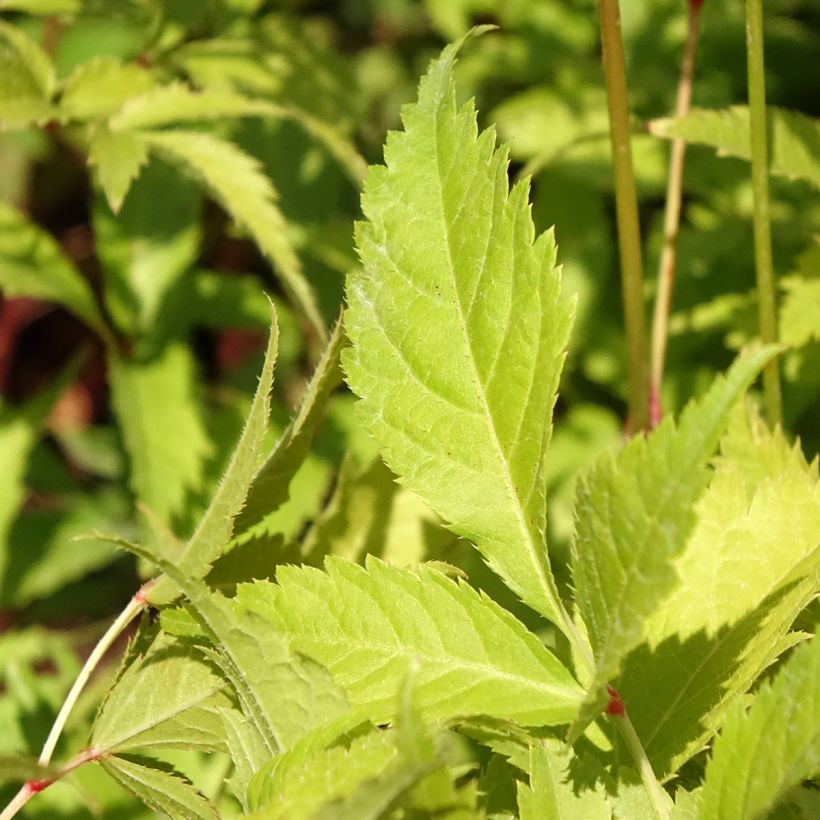 Astilbe japonica Washington - Prachtspiere (Laub)