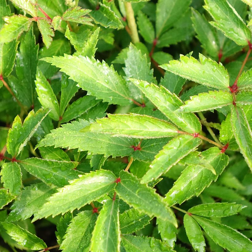 Astilbe Younique Silvery Pink - Prachtspiere (Laub)