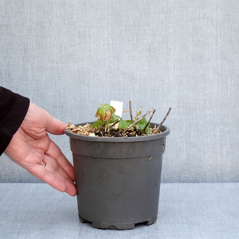 Example of Astrantia major Alba - Sterndolde Topf mit 2L/3L as you get in printemps